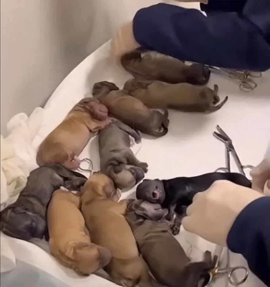 A Pregnant Dog’s Miraculous Journey: How She Found Help at My Gate After 63 Days