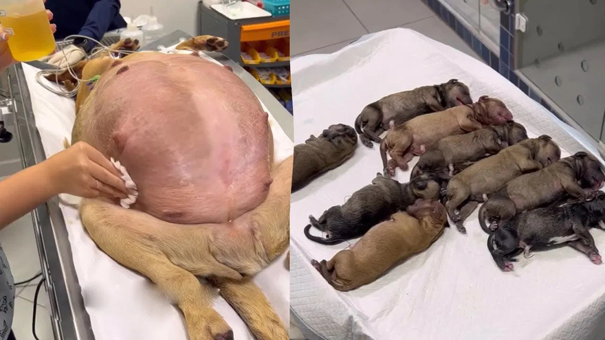A Pregnant Dog’s Miraculous Journey: How She Found Help at My Gate After 63 Days