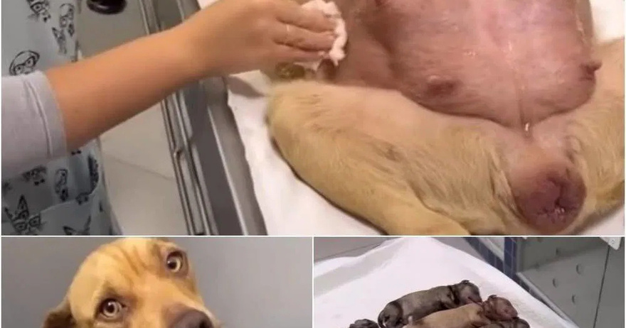 A Pregnant Dog’s Miraculous Journey: How She Found Help at My Gate After 63 Days