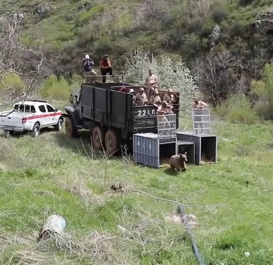 After 10 years in a tiny cage, bears take their first steps toward freedom