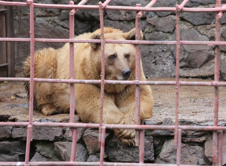 After 10 years in a tiny cage, bears take their first steps toward freedom