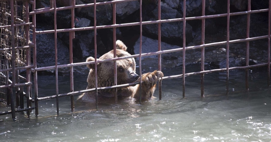 After 10 years in a tiny cage, bears take their first steps toward freedom