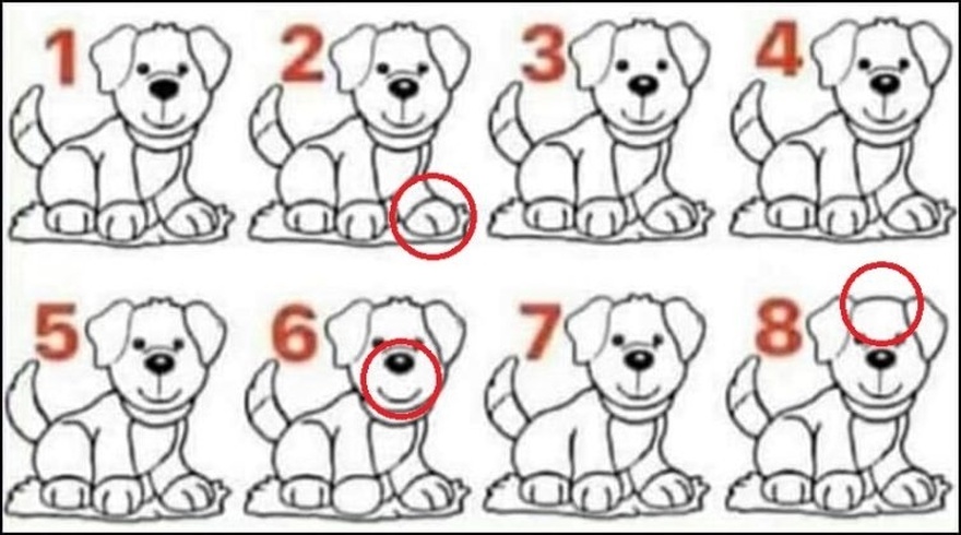 Most people fail: Can you spot which dog is different?