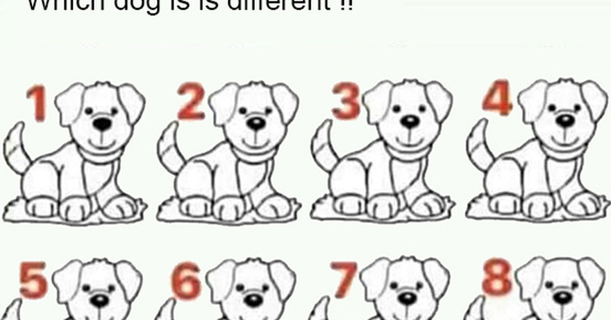 Most people fail: Can you spot which dog is different?