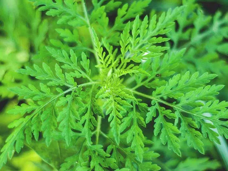 This Incredible Herb K!lls 98% of Can.cer Cells in A Short Time