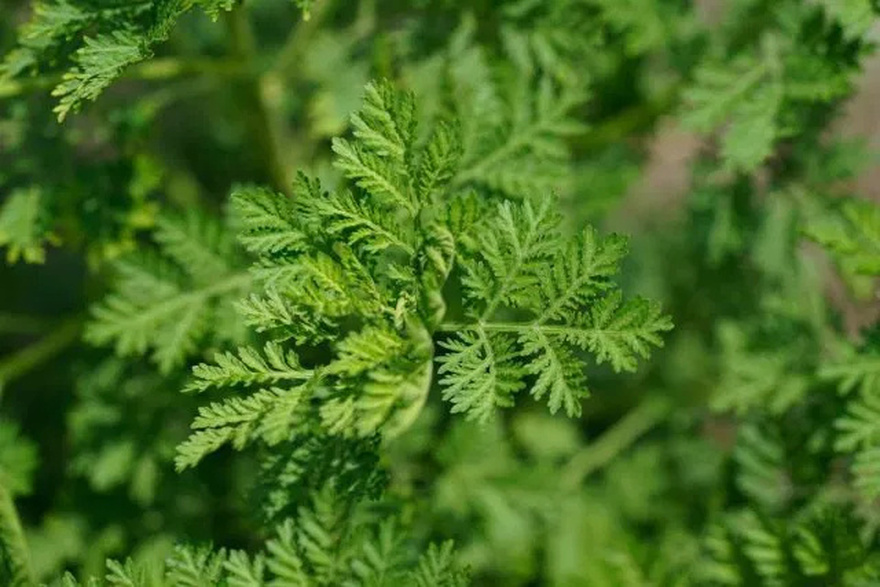 This Incredible Herb K!lls 98% of Can.cer Cells in A Short Time