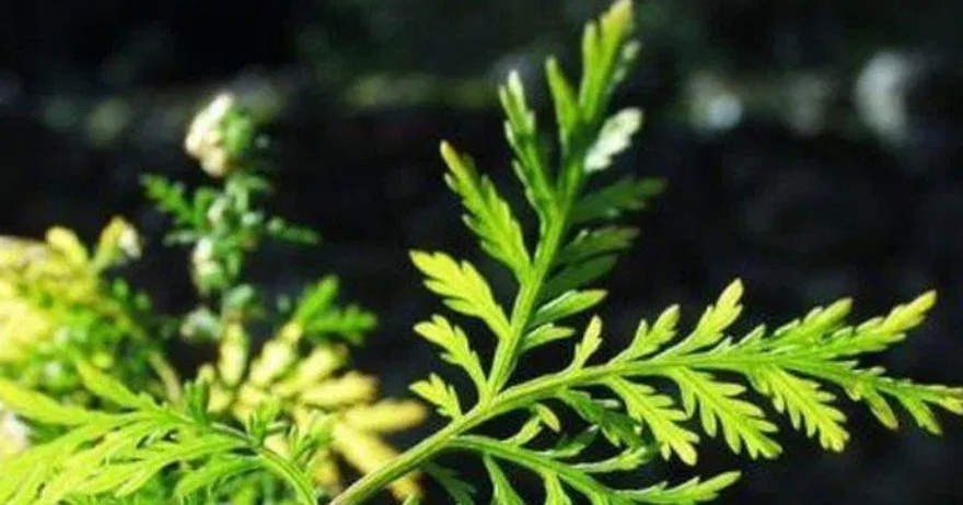 This Incredible Herb K!lls 98% of Can.cer Cells in A Short Time