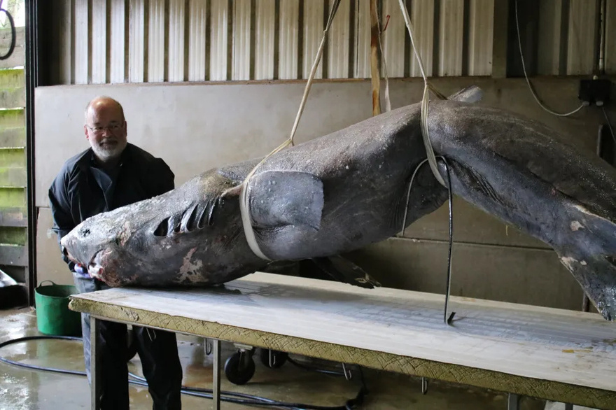 World’s most mysterious shark that lives for 400 YEARS found lurking in UK – and could hold key to extending human life