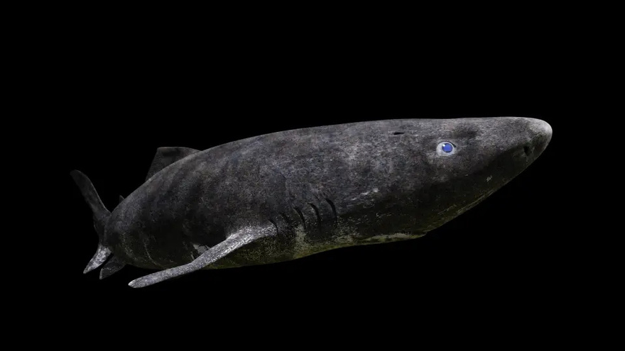 World’s most mysterious shark that lives for 400 YEARS found lurking in UK – and could hold key to extending human life