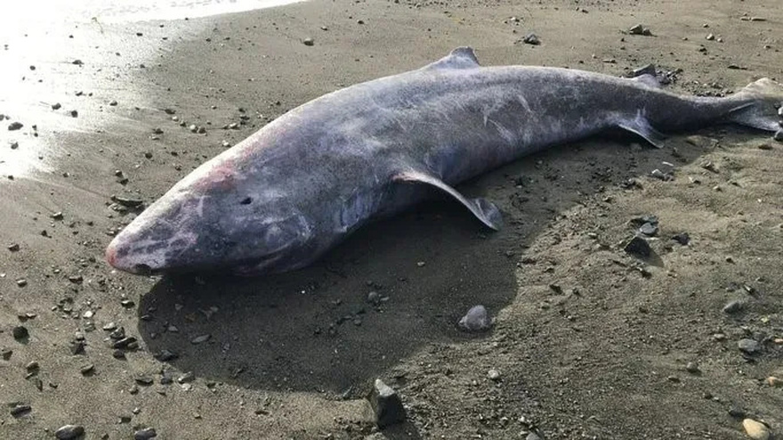 World’s most mysterious shark that lives for 400 YEARS found lurking in UK – and could hold key to extending human life