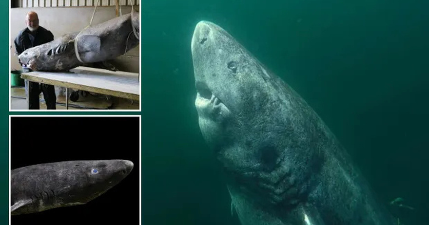 World’s most mysterious shark that lives for 400 YEARS found lurking in UK – and could hold key to extending human life