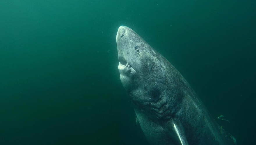 World’s most mysterious shark that lives for 400 YEARS found lurking in UK – and could hold key to extending human life