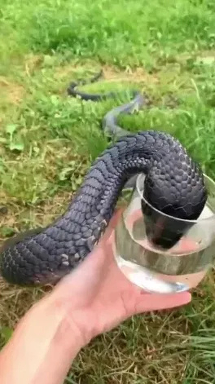 Wild Snake “Begged” Me For Some Water. When Animal Control Realizes Why, They Say, “You Got Lucky!”