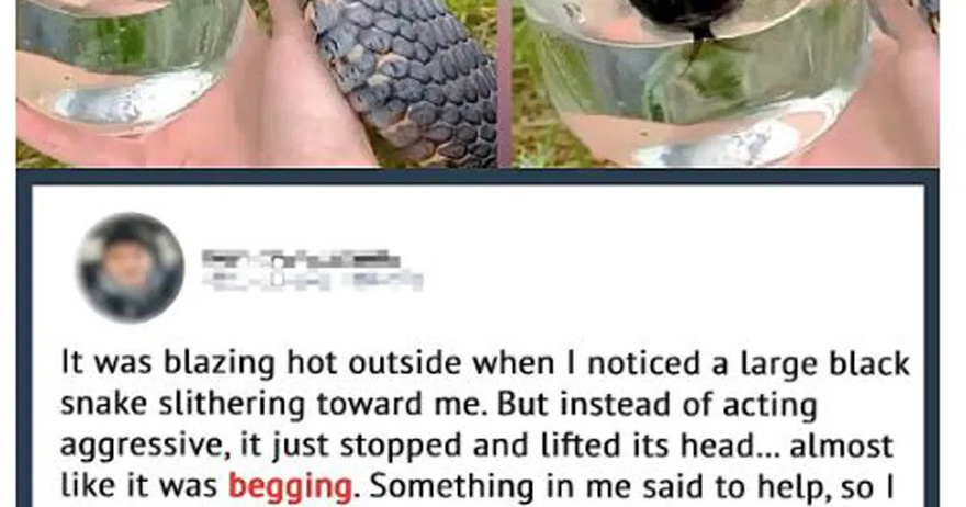 Wild Snake “Begged” Me For Some Water. When Animal Control Realizes Why, They Say, “You Got Lucky!”