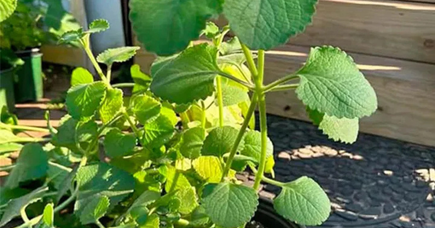 Unlock the properties of oregano and cleanse your eyesight