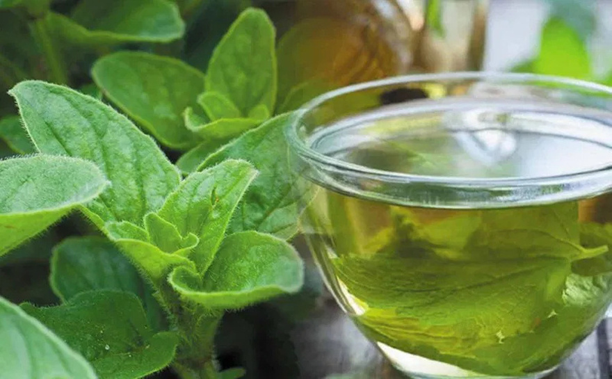 Unlock the properties of oregano and cleanse your eyesight