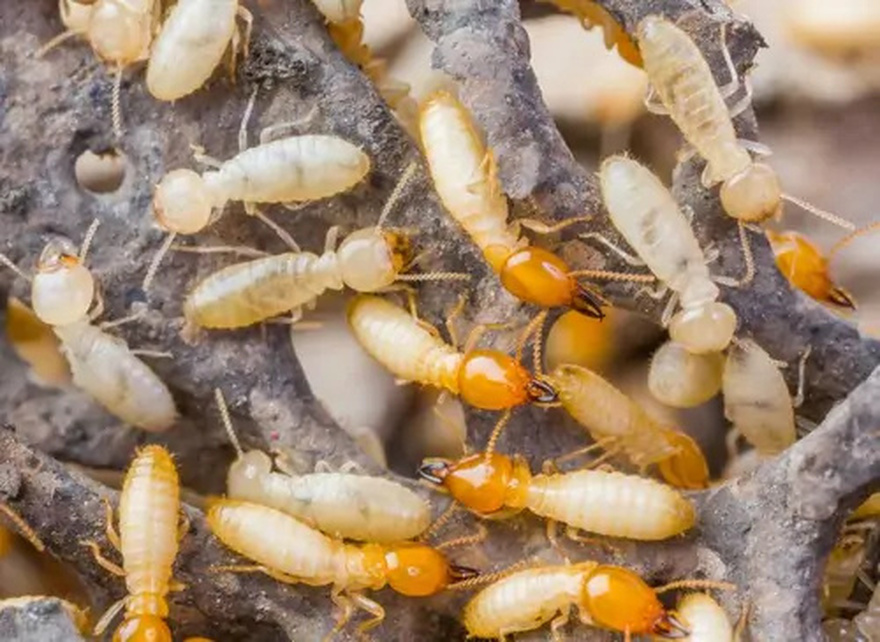 When ants randomly crawl into the house, here’s what the Universe is trying to tell you