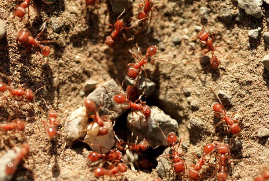 When ants randomly crawl into the house, here’s what the Universe is trying to tell you