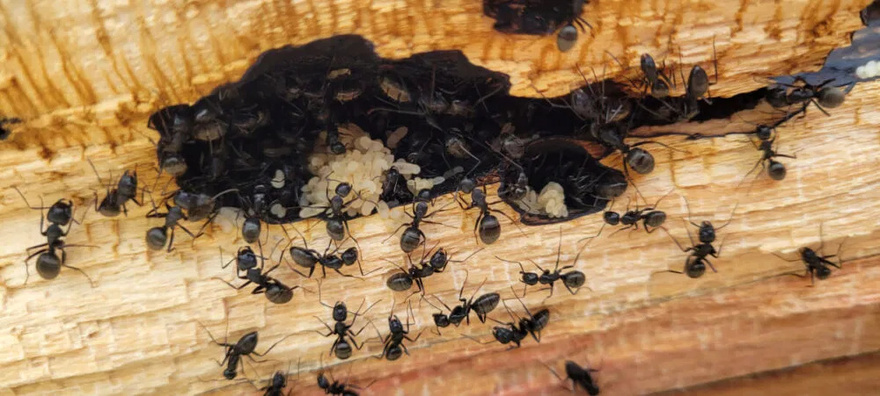 When ants randomly crawl into the house, here’s what the Universe is trying to tell you