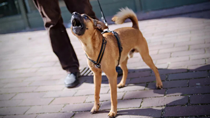 Dogs can tell who is good and who is bad person