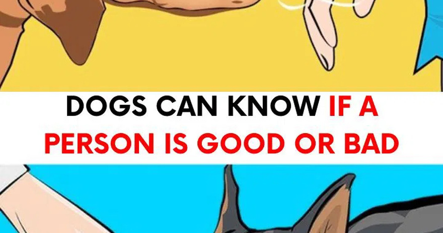 Dogs can tell who is good and who is bad person