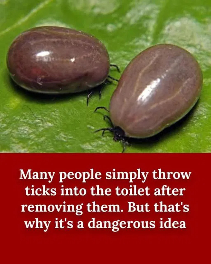If you find this in your home, here’s what you need to know and do this