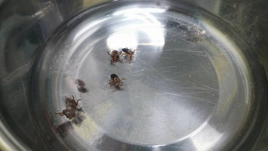 If you find this in your home, here’s what you need to know and do this