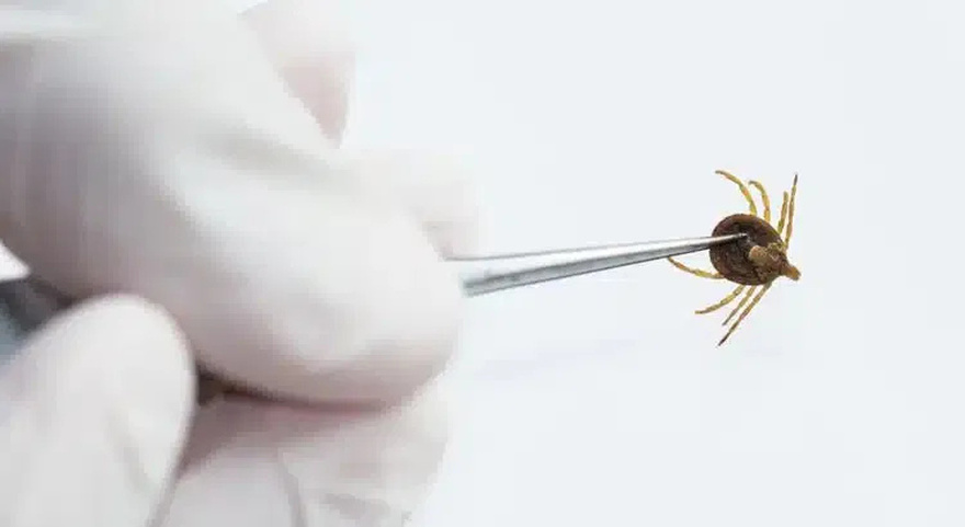 If you find this in your home, here’s what you need to know and do this