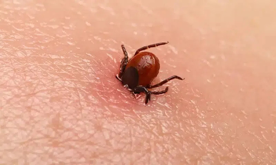 If you find this in your home, here’s what you need to know and do this