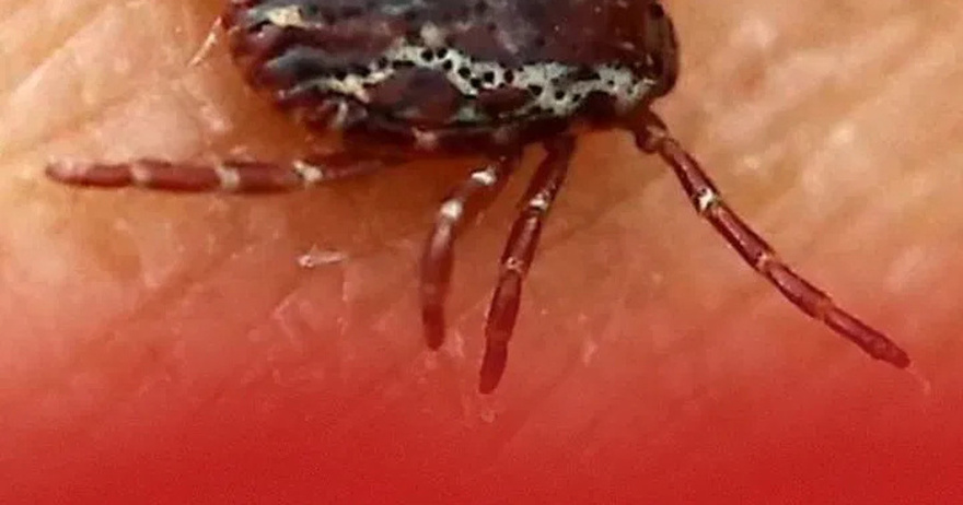 If you find this in your home, here’s what you need to know and do this