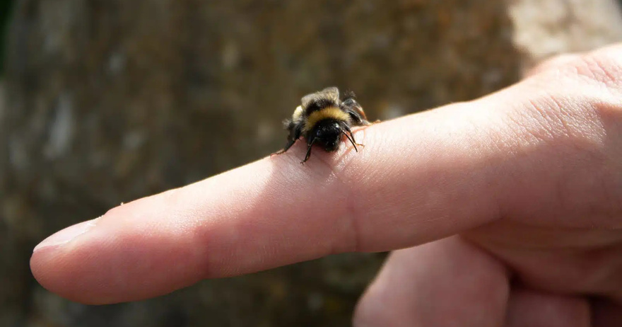 If You See Bumblebees Often, This Is What It Means