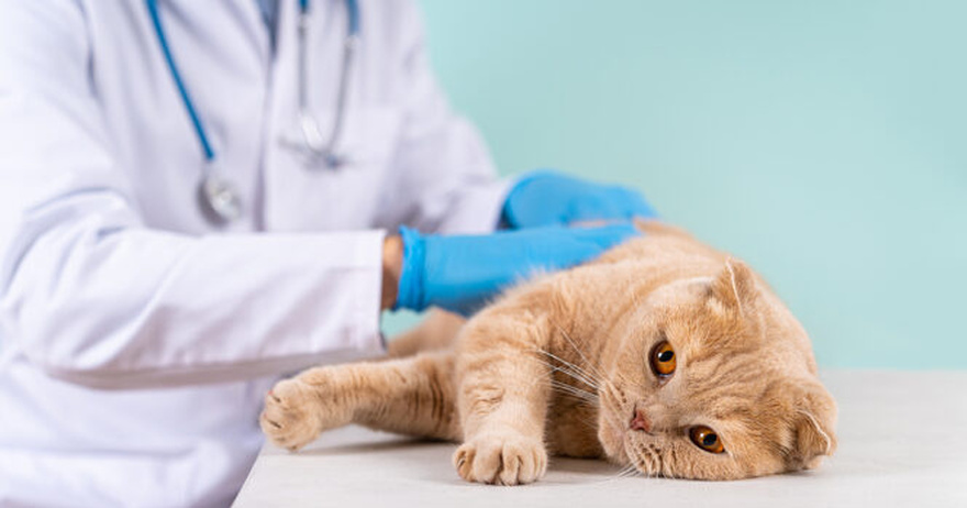 11 signs your cat is nearing the end