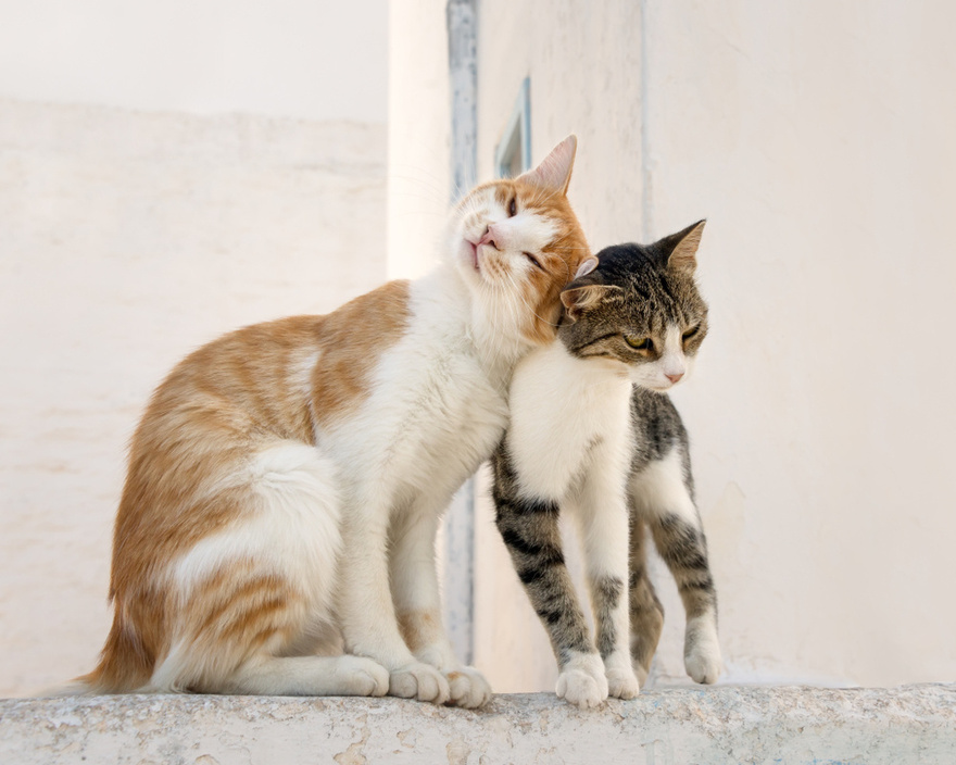 11 signs your cat is nearing the end