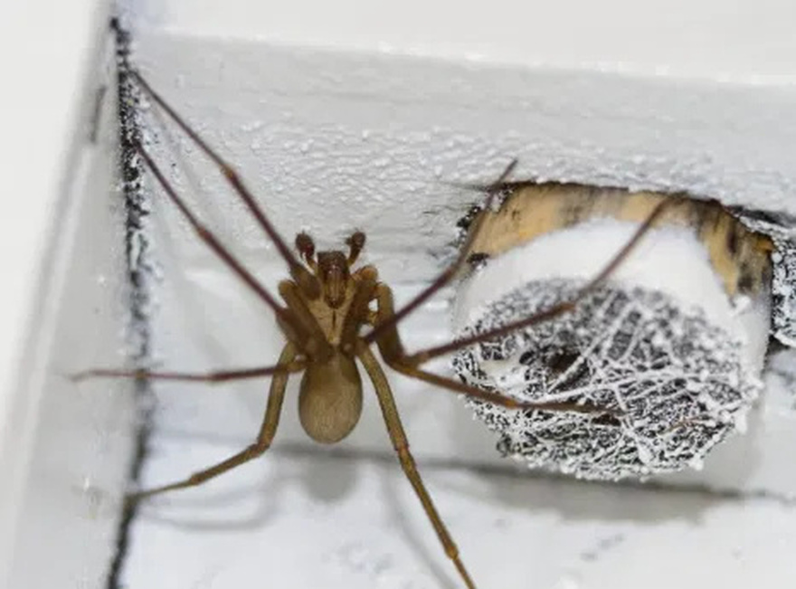 Did you know: When a Spider visits your home it’s a sign