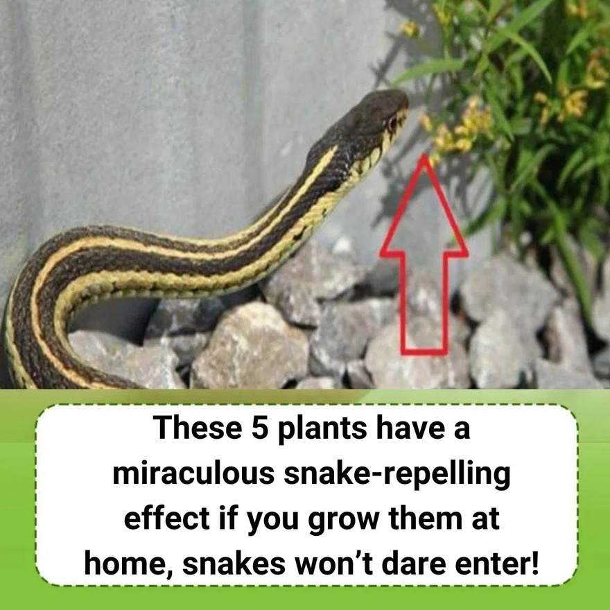 When bitten by a snake, you should do these things first
