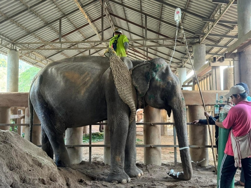 Elephant finally rescued after over 80 years in shackles – finally lays down and rest