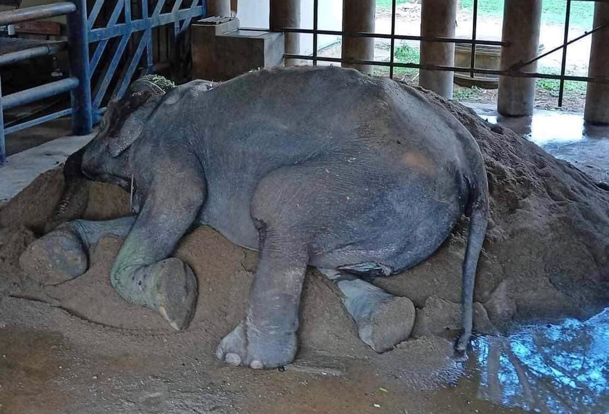 Elephant finally rescued after over 80 years in shackles – finally lays down and rest
