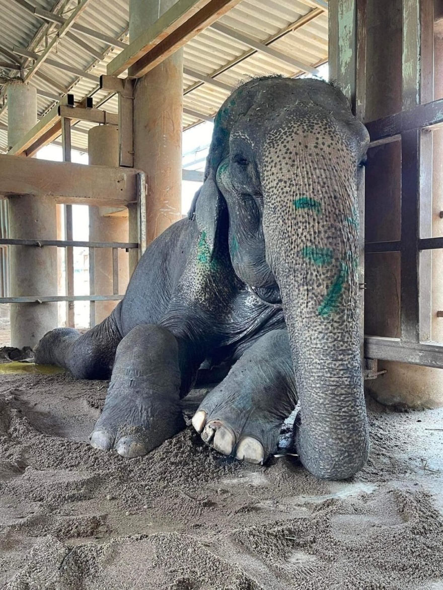 Elephant finally rescued after over 80 years in shackles – finally lays down and rest