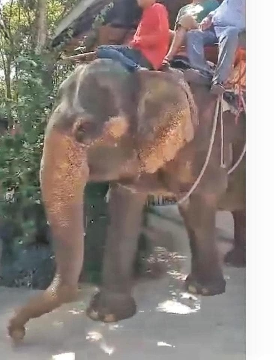 Elephant finally rescued after over 80 years in shackles – finally lays down and rest