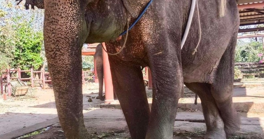 Elephant finally rescued after over 80 years in shackles – finally lays down and rest