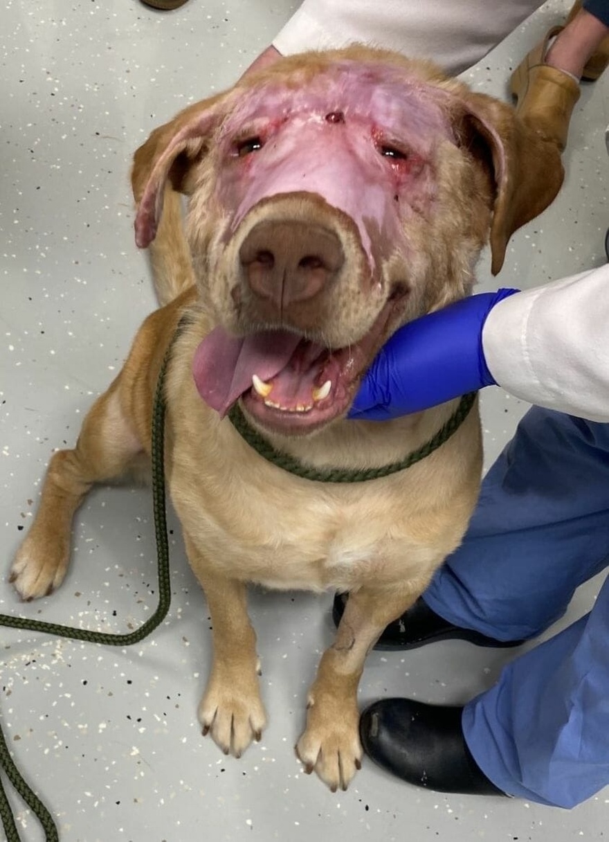 Buddy was cruelly set on fire and strangled with an extension cord – but look at him today