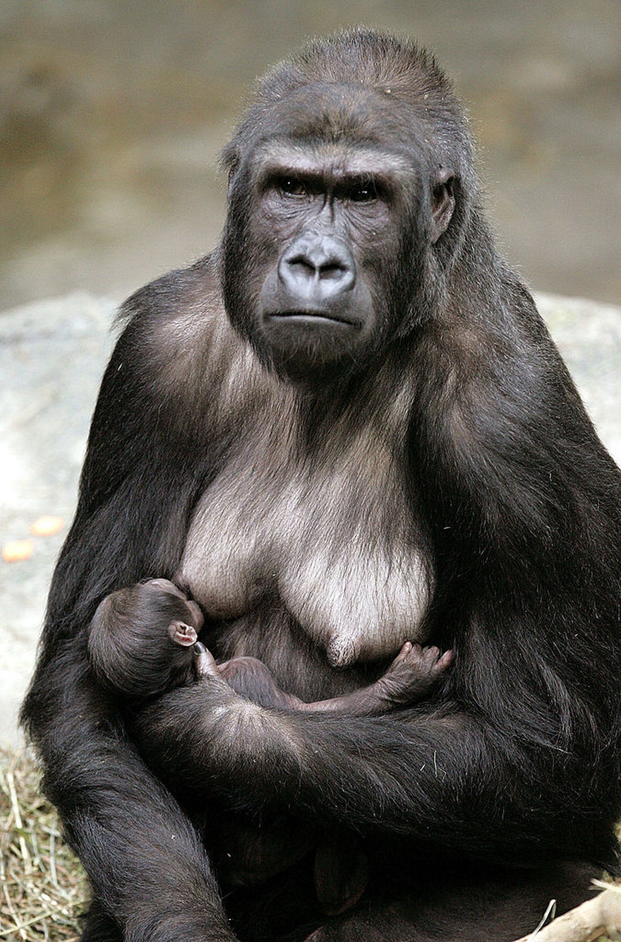 The story of Binti Jua: The gorilla who stunned the world