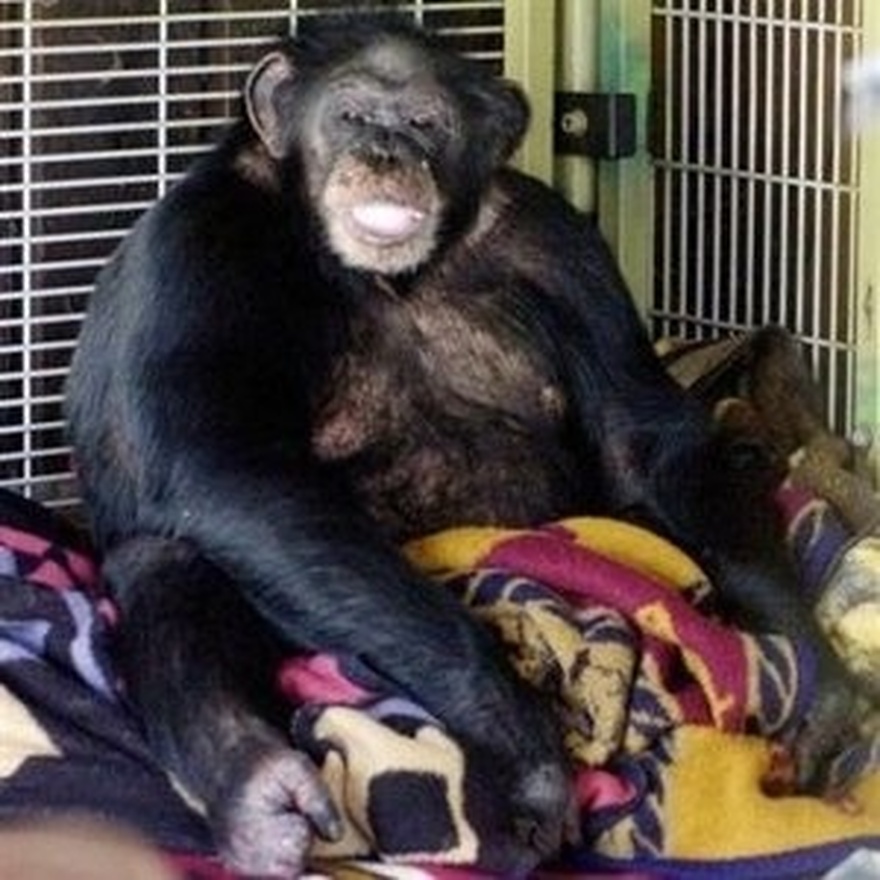 The sad story of Charla Nash, the woman whose face was ripped off by an chimpanzee