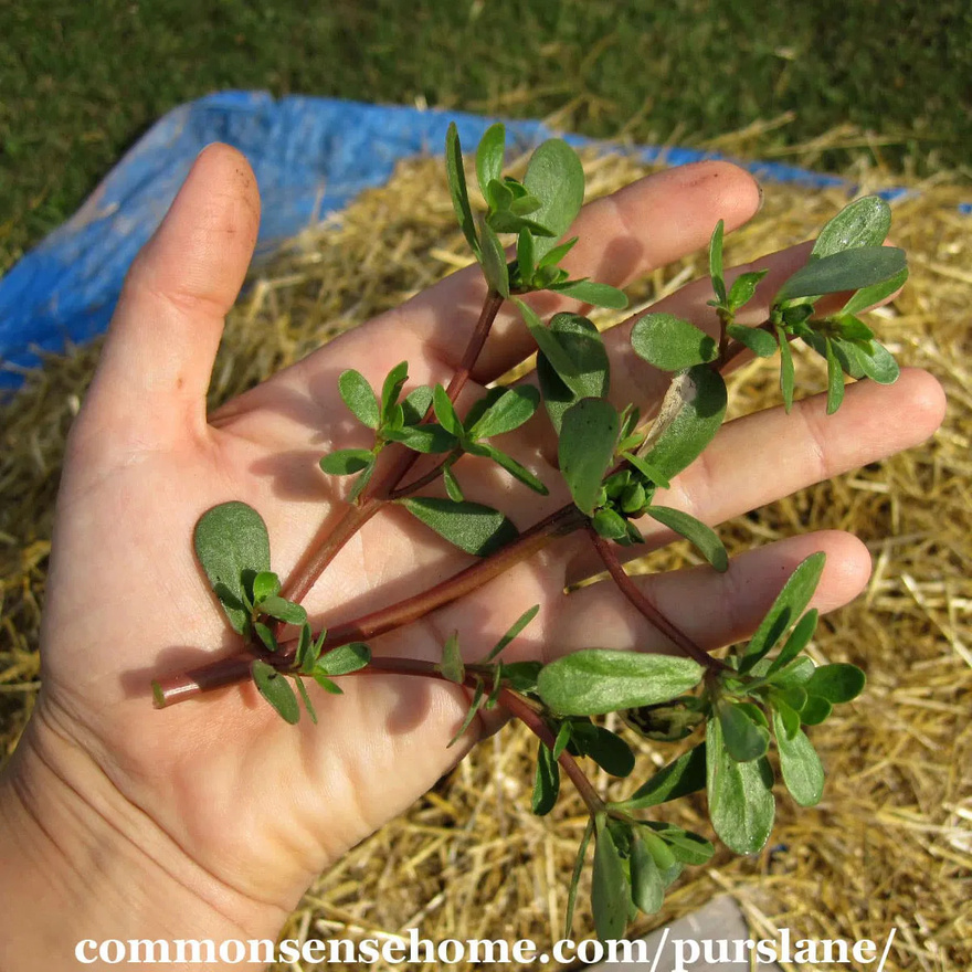 Purslane: The Superfood That Tastes Better Than Meat – 7 Reasons to Grow It in Your Garden