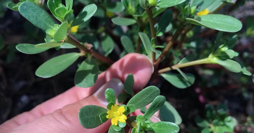 Purslane: The Superfood That Tastes Better Than Meat – 7 Reasons to Grow It in Your Garden