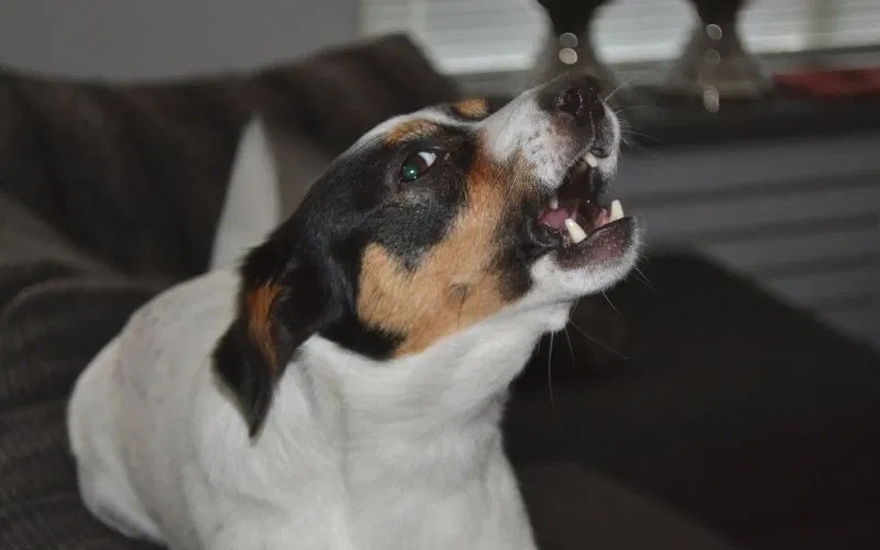 When You Hear Many Dogs Barking at the Same Time at Night, This Will Happen