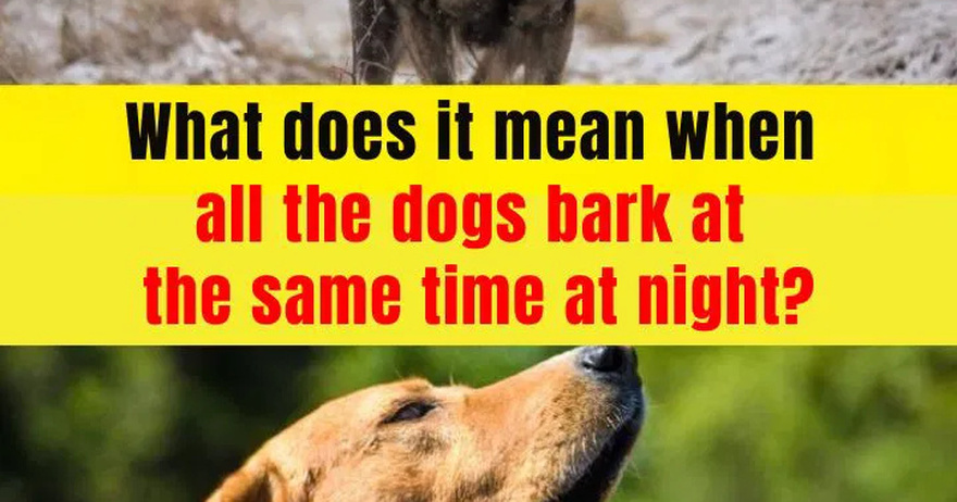 When You Hear Many Dogs Barking at the Same Time at Night, This Will Happen