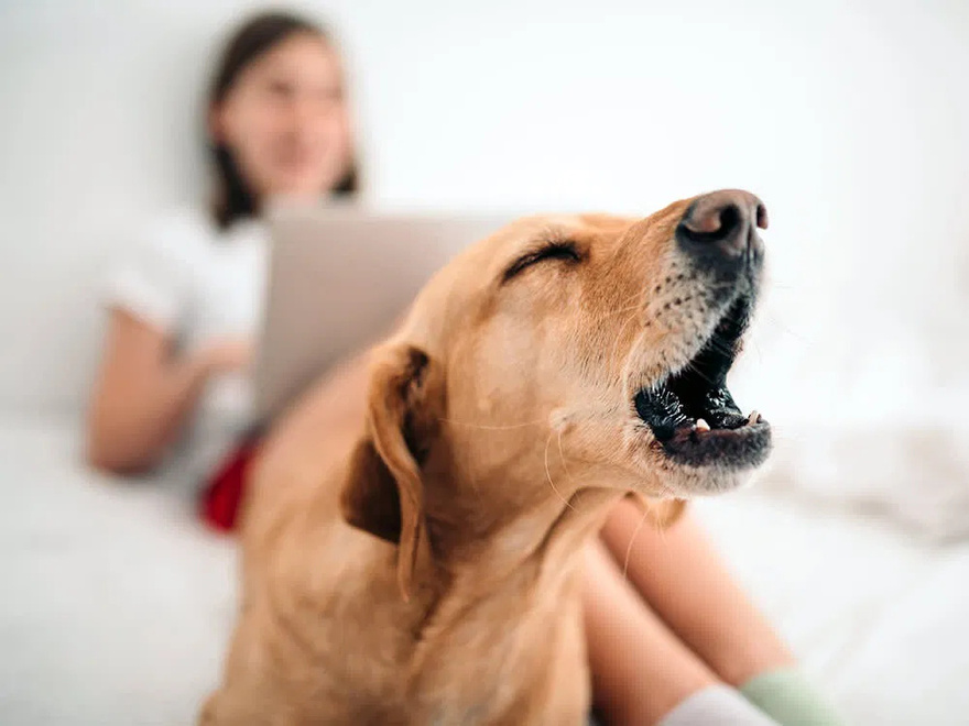 When You Hear Many Dogs Barking at the Same Time at Night, This Will Happen