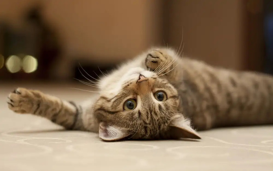 Behavior: My cat is rubbing and scratching against me… What does it mean?