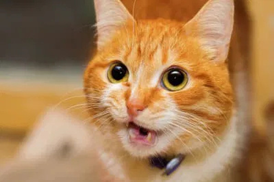 Behavior: My cat is rubbing and scratching against me… What does it mean?